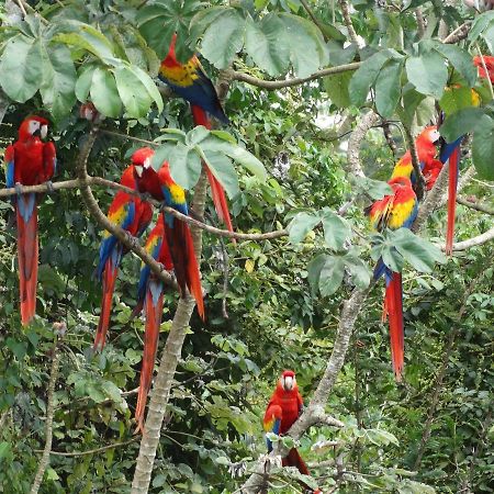 Готель Casa Guacamaya Паленке Екстер'єр фото