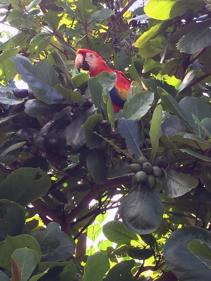 Готель Casa Guacamaya Паленке Екстер'єр фото